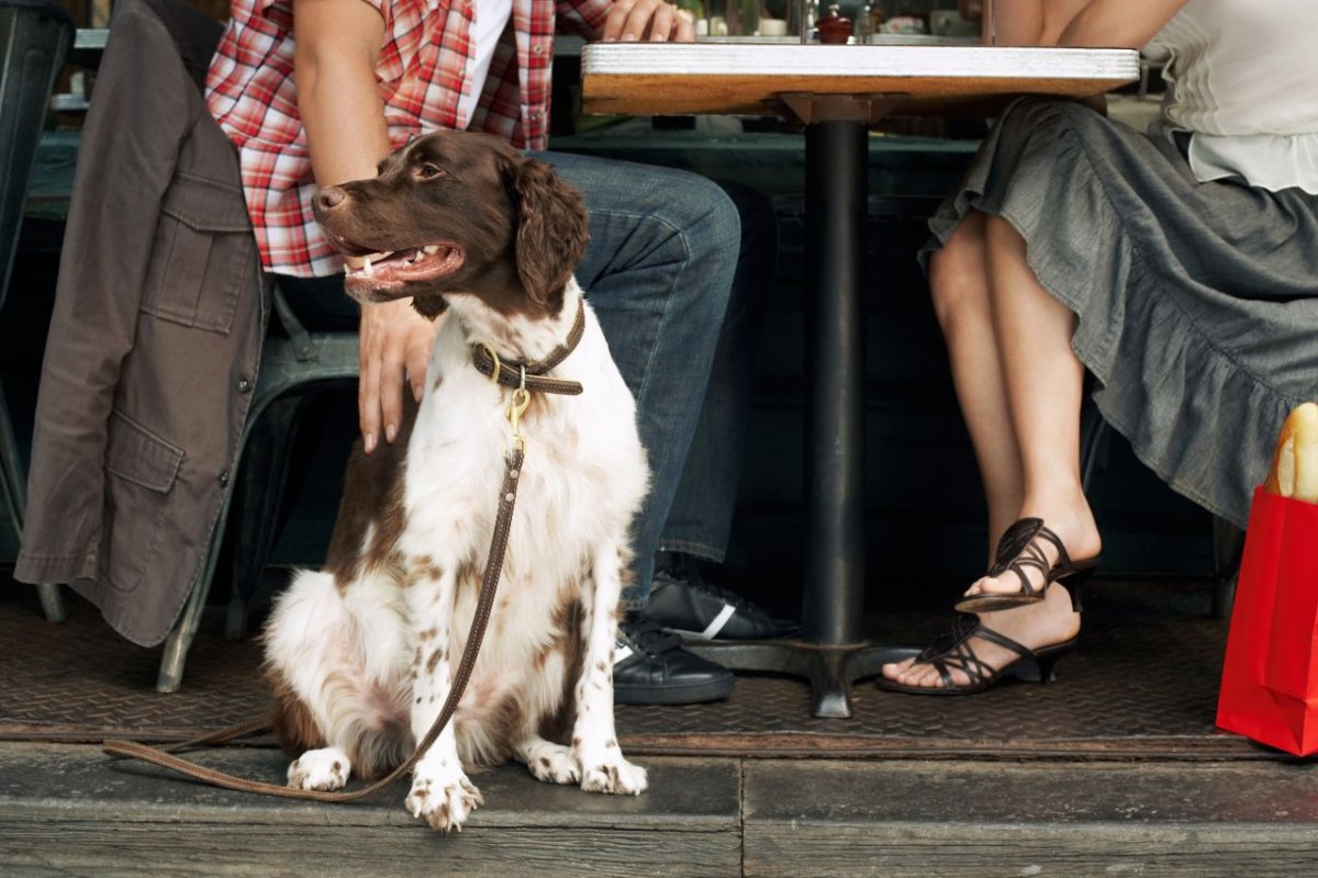 Nachbars Lumpi Hundeschule Alltagstraining Vaihingen an der Enz