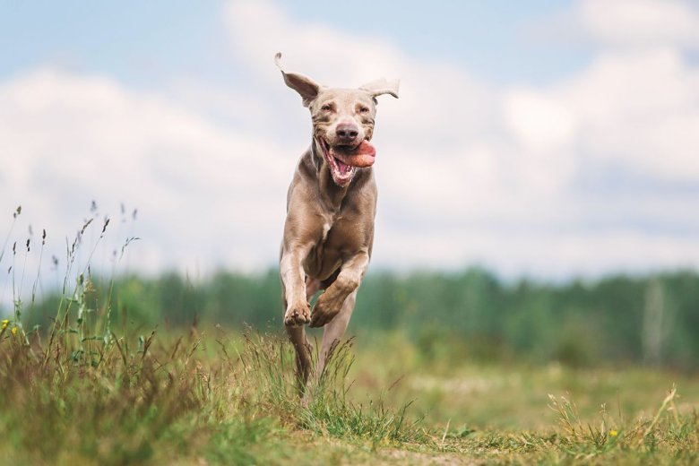 Nachbars Lumpi Mensch-Hund-Coaching Rückruf Felder Vaihingen