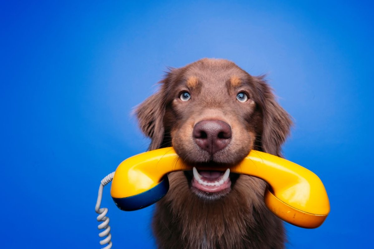 Nachbars Lumpi Mensch-Hund-Coaching Klarheits-Gespräch in Vaihingen