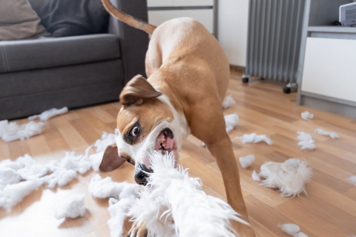 Nachbars Lumpi Mensch-Hund-Coaching Regeln aufstellen