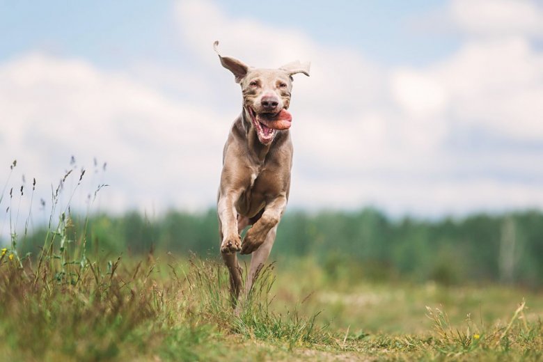 Nachbars Lumpi Mensch-Hund-Coaching Rückruf Felder Bietigheim-Bissingen