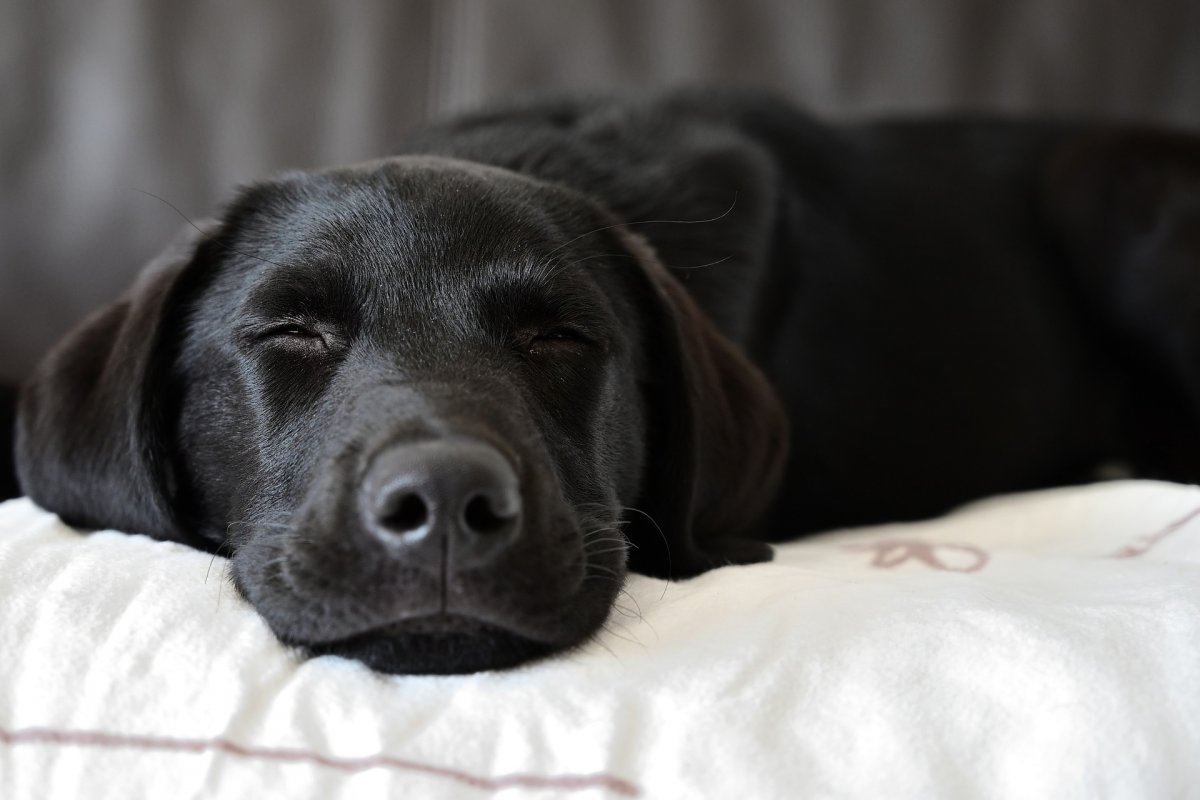 Nachbars Lumpi individueller Plan für deinen Hund