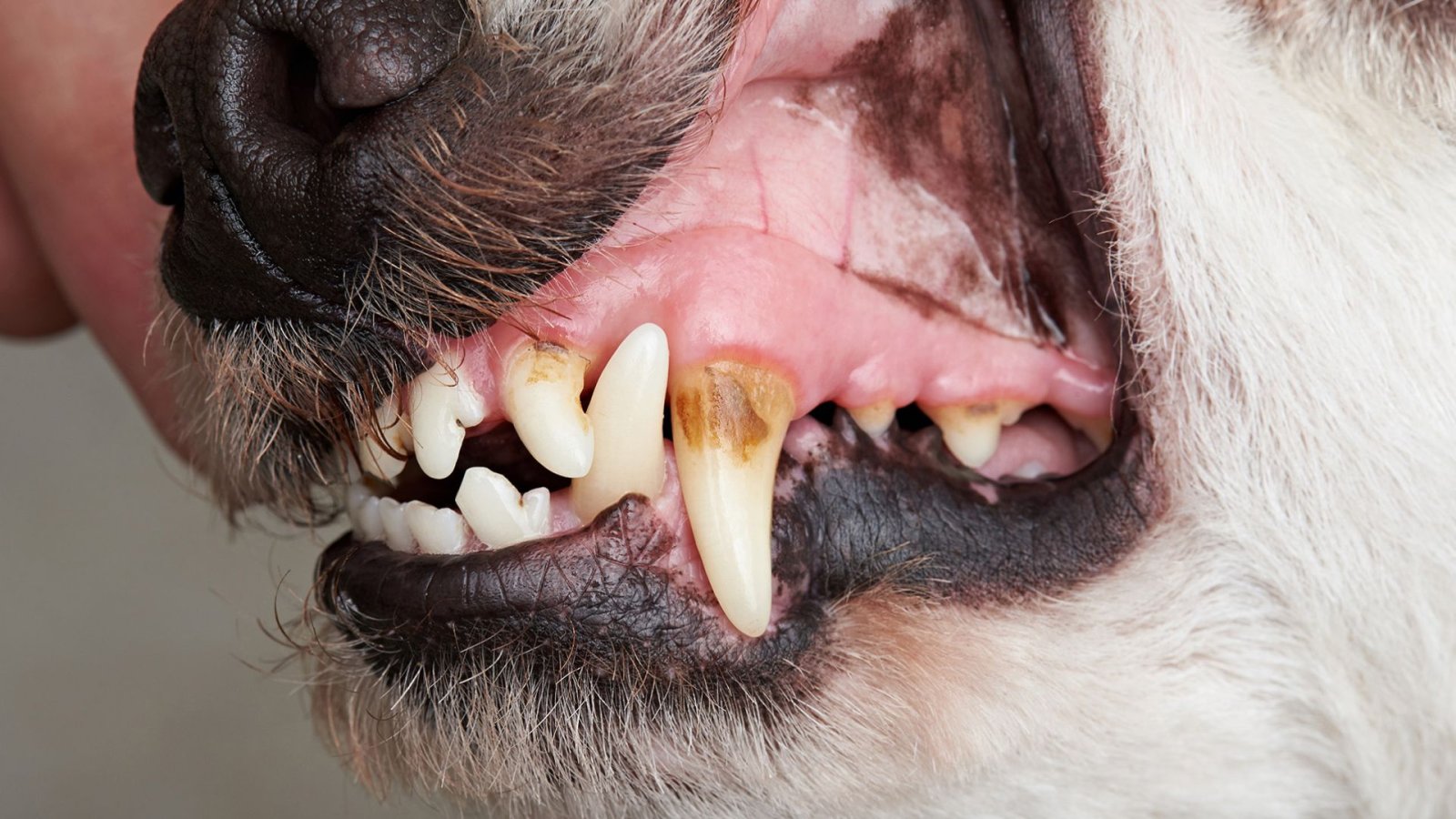 Nachbars Lumpi Mensch-Hund-Coaching Tamm Zahnreinigung