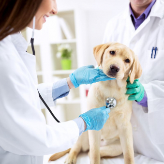 NL_Kurse_Kachel_ErsteHilfeHunde_800x800.jpg