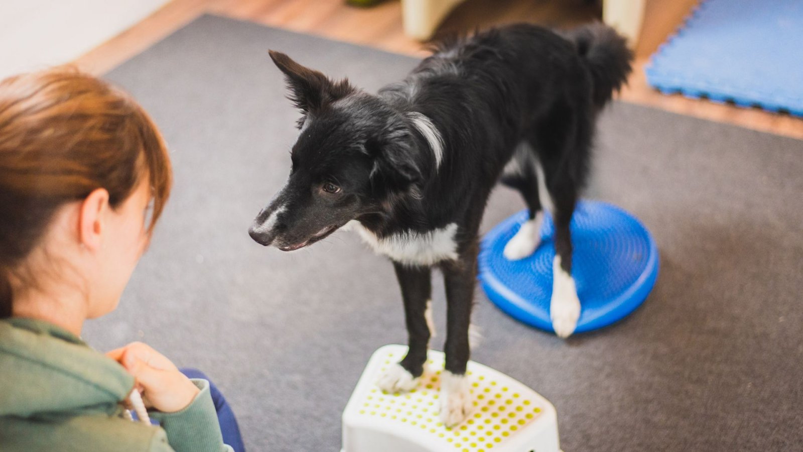 Nachbars Lumpi Mensch-Hund-Coaching Tamm Tierphysio Hund