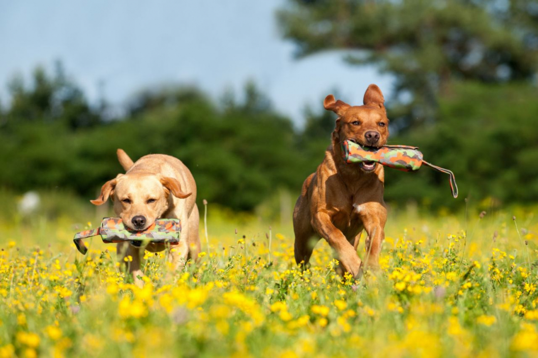 NachbarsLumpi_Lernspaziergang2_1280x853.jpg