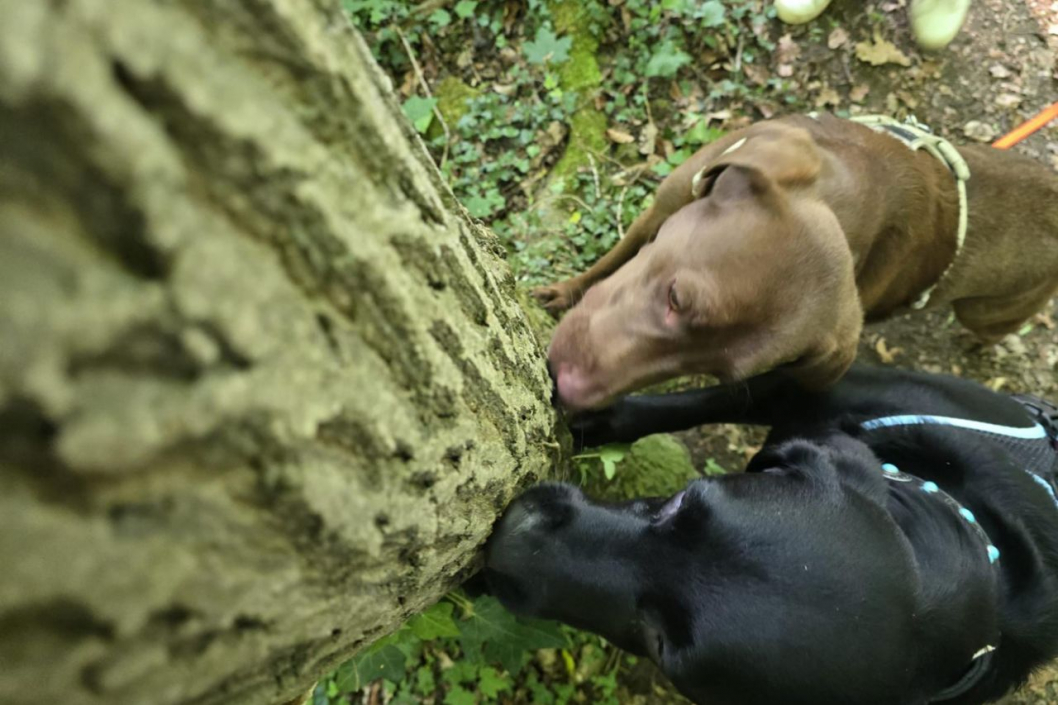NachbarsLumpi_Lernspaziergang4_1280x853.jpg