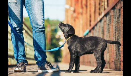 Nachbars Lumpi Mensch-Hund-Coaching Ludwigsburg