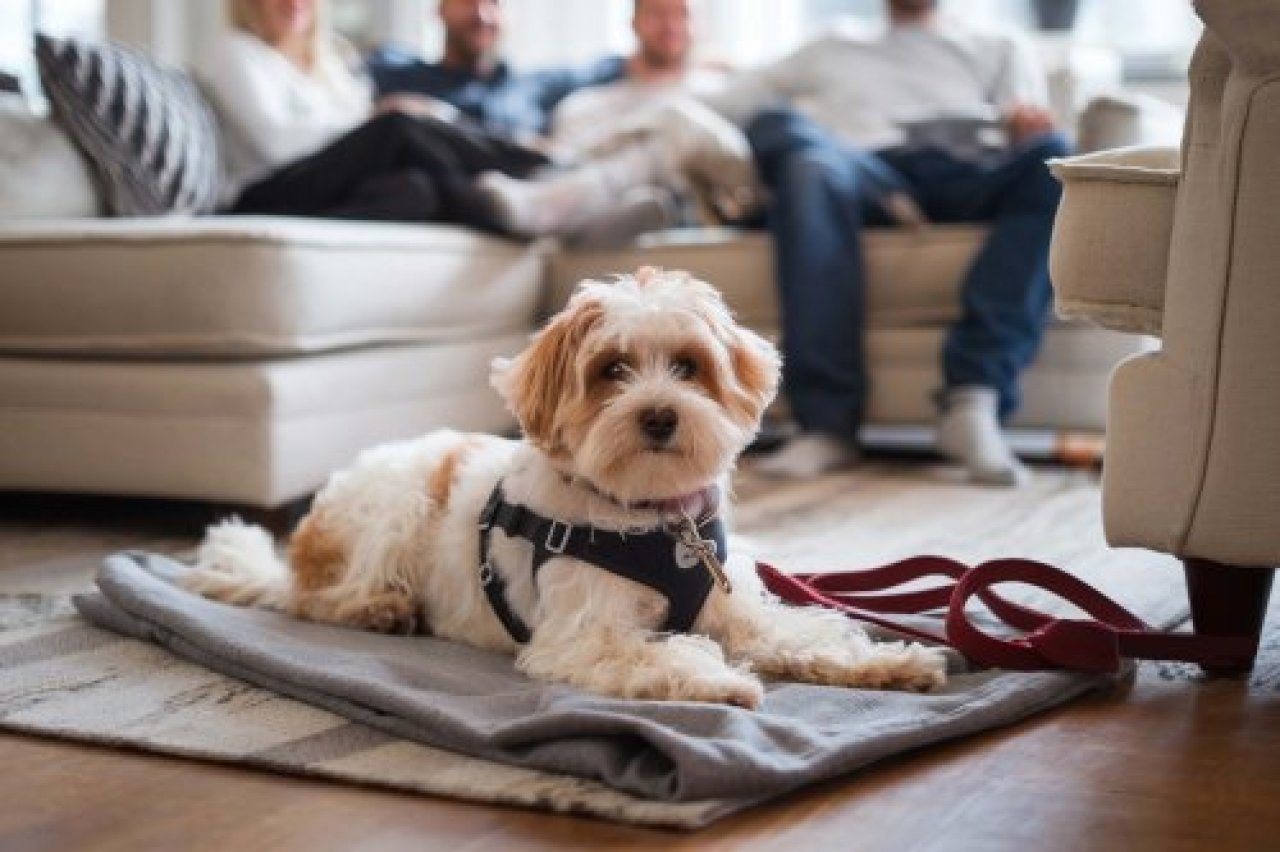 Ein guter Hundehalter weiß, wie er gutes Management betreibt