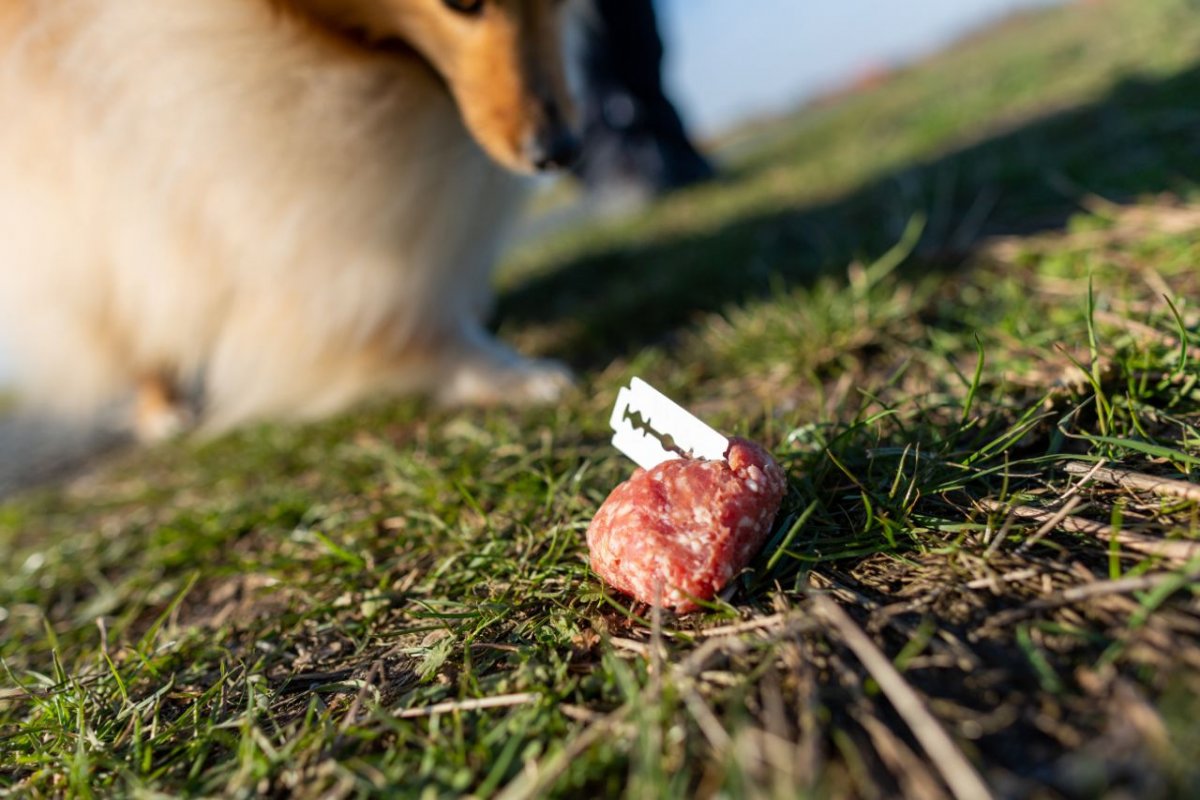 Nachbars Lumpi Anti-Giftköder-Training rechtzeitiges Stoppen vor Fressbarem