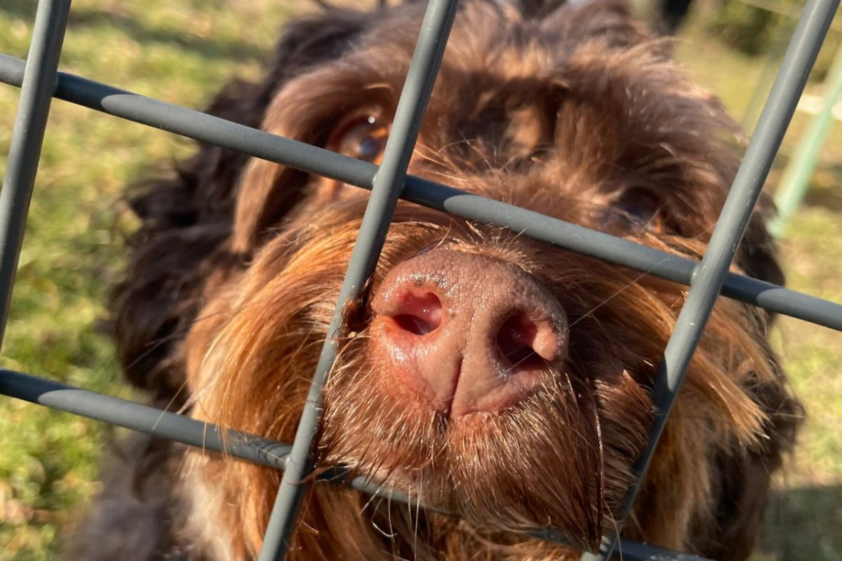 Nachbars Lumpi Dog-Escape-Abenteuer Exit-Game Hund und Mensch sind eingeschlossen