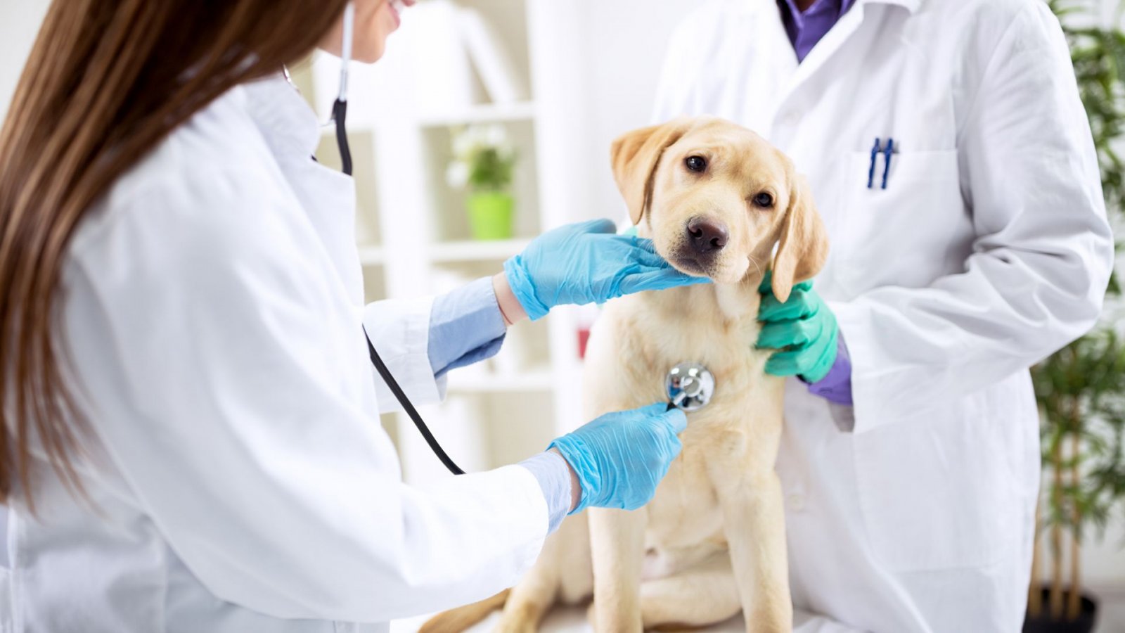 Nachbars Lumpi Erste Hunde-Hilfe Kurs
