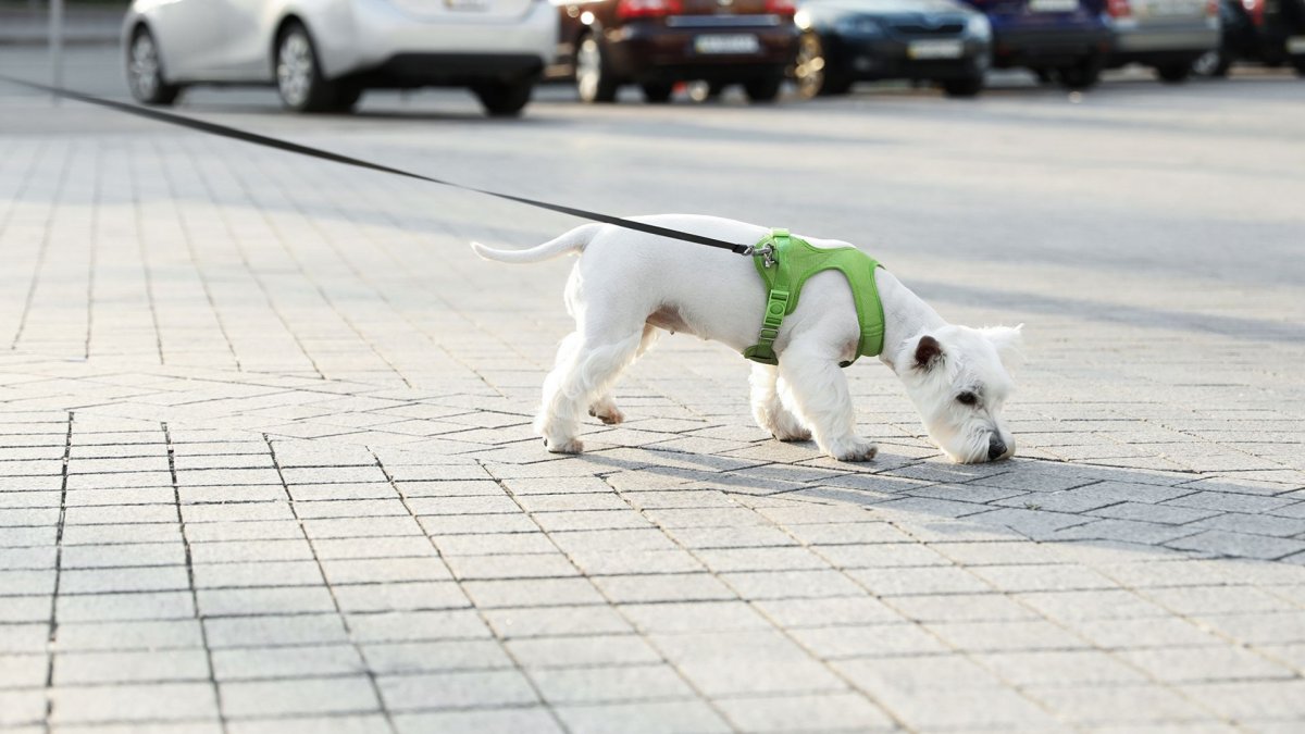 Nachbars Lumpi Mantrailing in der Stadt