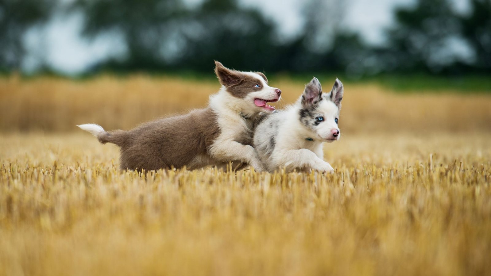 Nachbars Lumpi Mensch-Hund-Coaching Tamm Welpenkurs