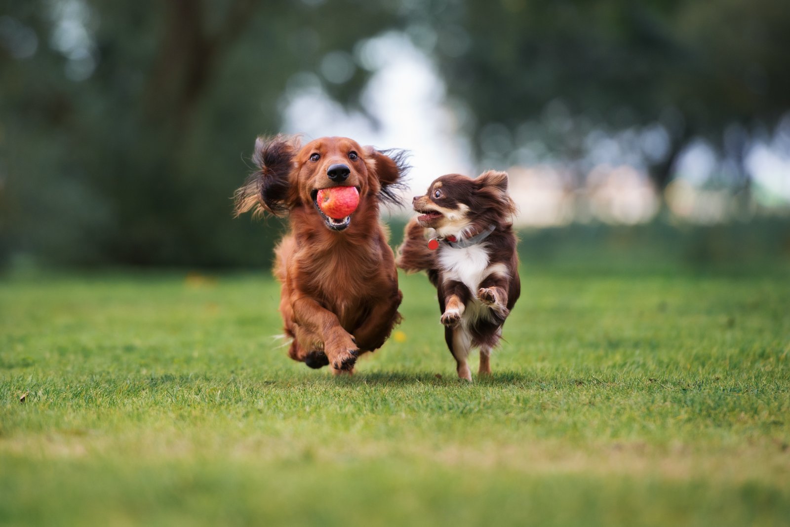 Nachbars Lumpi Mensch-Hund-Coaching Tamm Kurse und Specials