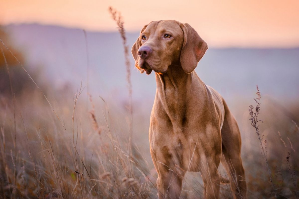 Nachbars Lumpi Jagdkontroll-Training Bedürfnisse des Hundes verstehen