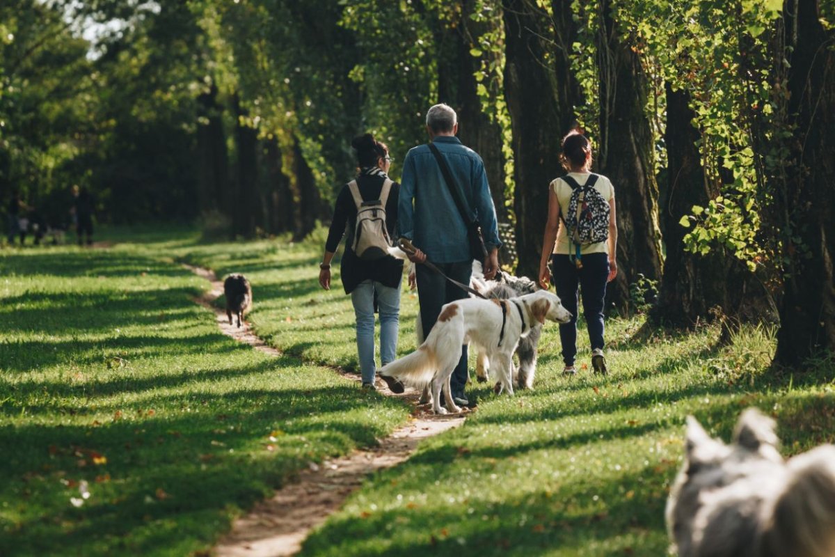 Nachbars Lumpi Mensch-Hund-Coaching Alltagstraining und Grunderziehung in Vaihingen