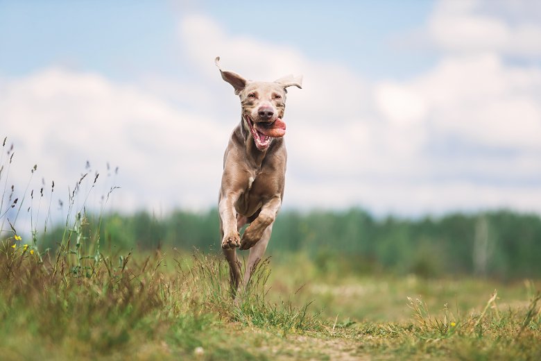 Nachbars Lumpi Mensch-Hund-Coaching Tamm Newslettranmeldung